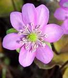 Anemone hepatica (Hepatica nobilis) 'Rosea'