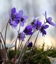 Anemone hepatica (Hepatica nobilis)