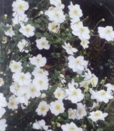 Anemone japonica 'Honorine Jobert'