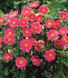 Anemone japonica 'Pamina'