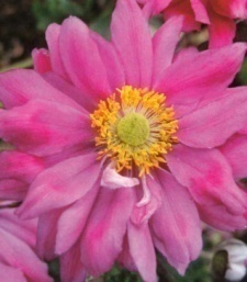 Anemone japonica 'Prinz Heinrich'