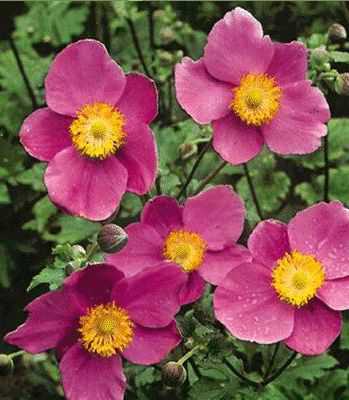 Anemone japonica 'Splendens'