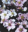 Anemone japonica