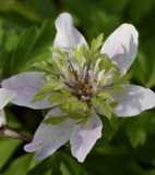 Anemone nemorosa 'Green Fingers'