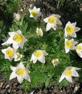 Anemone pulsatilla 'Alba'