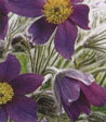 Anemone pulsatilla (montana)