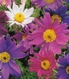 Anemone pulsatilla 'Papageno'