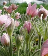 Anemone pulsatilla 'Pink Shades'