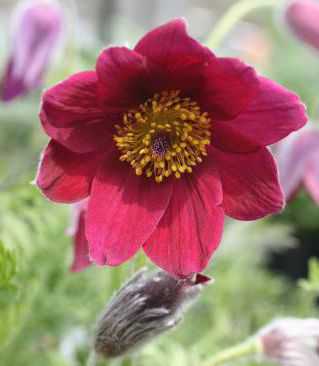 Anemone pulsatilla 'Rote Glocke'