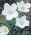 Anemone sylvestris