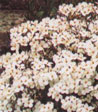 Arabis caucasica