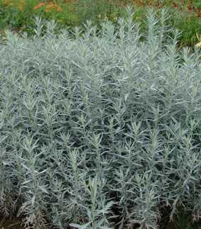 Artemisia ludoviciana 'Silver King'