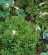 Aruncus aethusifolius
