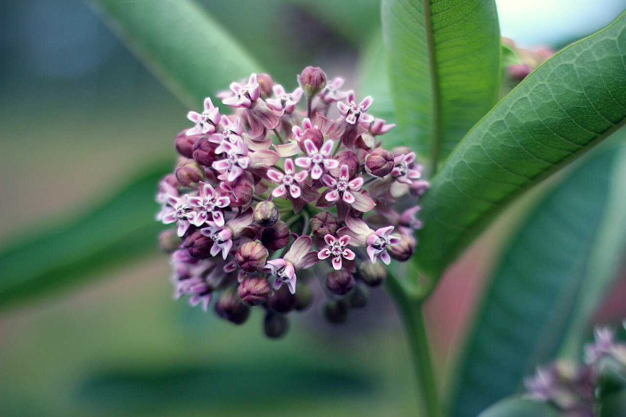 Asclepias syriaca