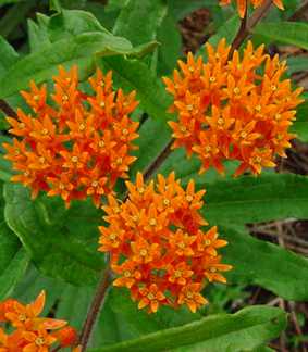 Asclepias tuberosa