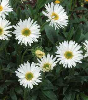 Aster alpinus 'Albus'