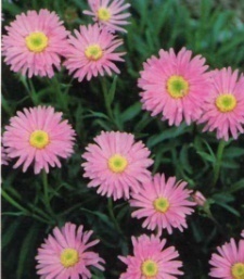 Aster alpinus 'Happy End'