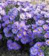 Aster dumosus 'A.Kippenberg'