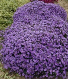 Aster dumosus 'Augenweide'