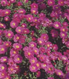 Aster dumosus 'Kassel'