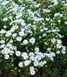 Aster dumosus 'Mount Blanc'
