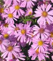 Aster dumosus 'Rosenvichtel'