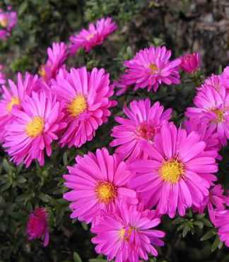 Aster dumosus 'Starlight'