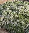 Aster ericoides 'Prostrata'