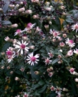 Aster lateriflorus 'Lady in Black'