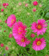 Aster novae-angliae 'Alma Potschke'