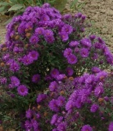 Aster novae-angliae 'Purple Dome'