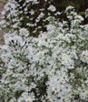 Aster pringlei 'Monte casino'