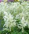 Astilbe arendsii 'Brautschleier'
