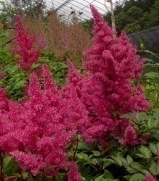Astilbe arendsii 'Bremen'