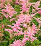 Astilbe arendsii 'Cattleya'