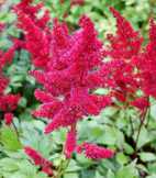 Astilbe arendsii 'Etna'