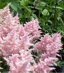 Astilbe arendsii 'Europa'