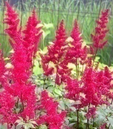 Astilbe arendsii 'Fanal'