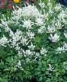 Astilbe arendsii 'Irrlicht'