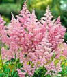 Astilbe arendsii 'Venus'