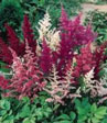 Astilbe arendsii