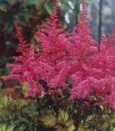 Astilbe chinensis 'Love and Pride'