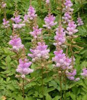 Astilbe chinensis 'Pumila'