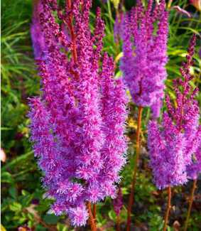 Astilbe chinensis 'Superba'