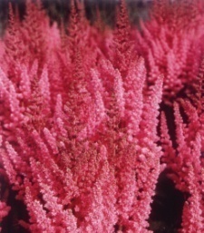 Astilbe chinensis 'Vision in Pink'