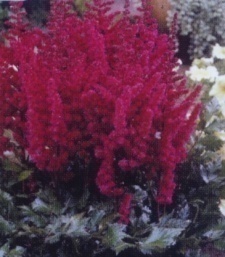 Astilbe chinensis 'Vision in Red'