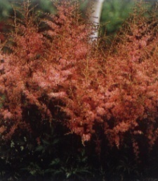 Astilbe simplicifolia