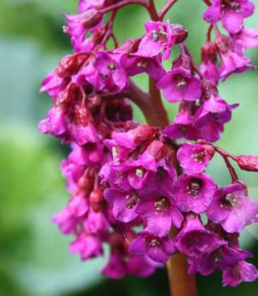 Bergenia cordifolia 'Purpurea'