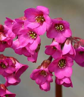 Bergenia cordifolia 'Rotblum'