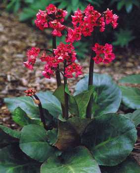 Bergenia cordifolia 'Winterglut'